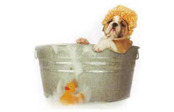 Pet Shop Embeleze - Foto 1