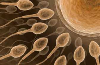 Bolsa de Nene - Foto 1