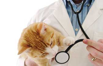 Agrivet Clínica Veterinária - Foto 1