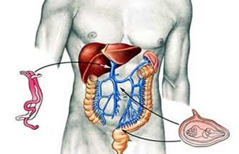 Gastroclínica - Foto 1
