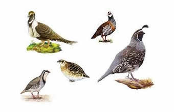 Rivaldo Pinheiro Barbosa - Foto 1