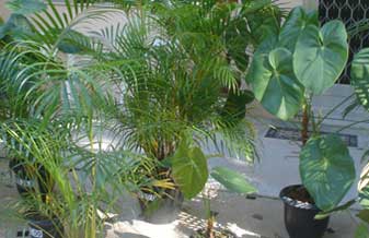 Feirão das Plantas - Foto 1