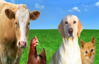 Companhia Agropecuária Continental - Foto 1