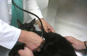 Francisco de Assis Ribeiro da Mota - Foto 1