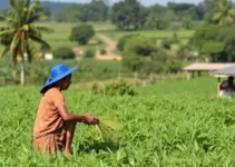 agricultura familiar
