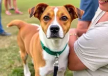 Feira de Adoção e Vacinação Antirrábica