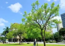 arborização urbana