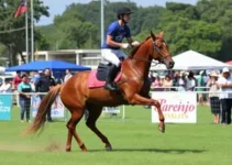 Circuito Municipal de Esportes Equestres