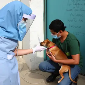 vacinação antirrábica