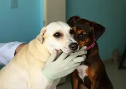 vacinação antirrábica